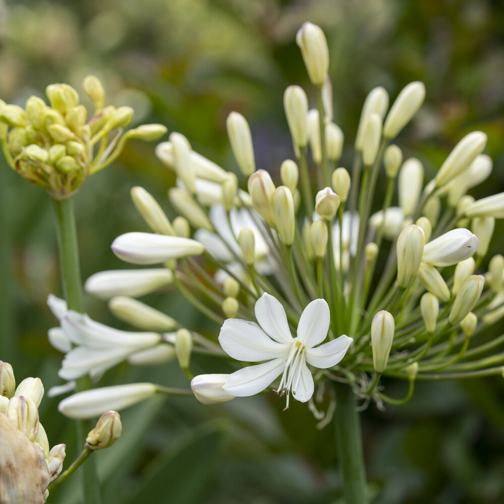 Agapanthe Artic Star