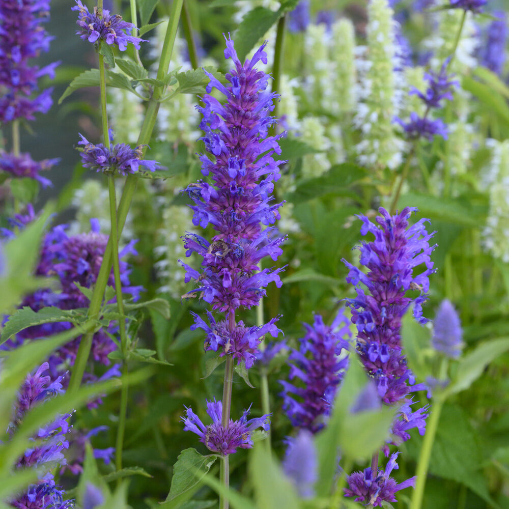 Agastache Blue Boa