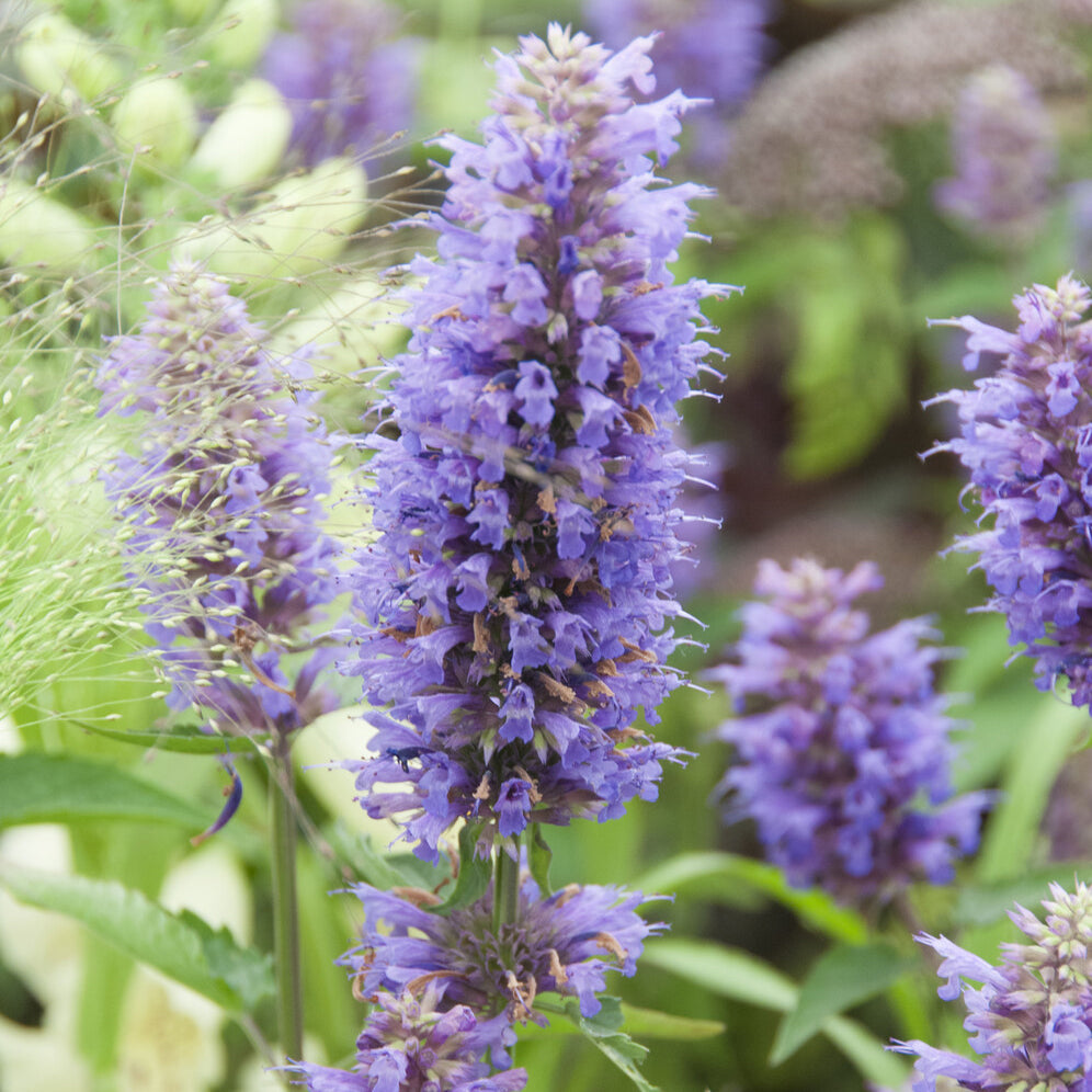 Agastache Blue Boa