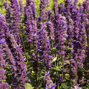 Agastache Blue Boa