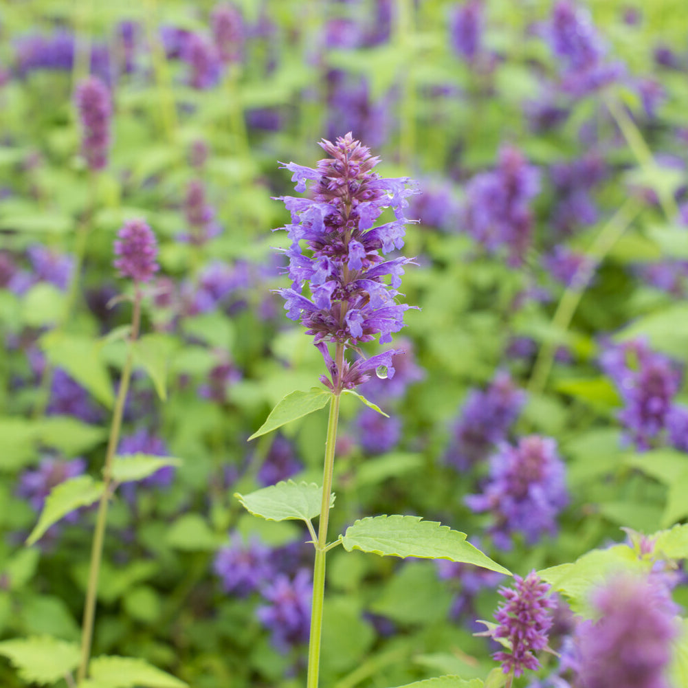 Agastache Blue Boa