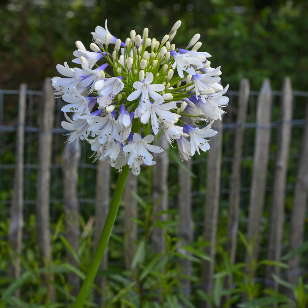 Agapanthe Enigma - Agapanthus Enigma - Willemse