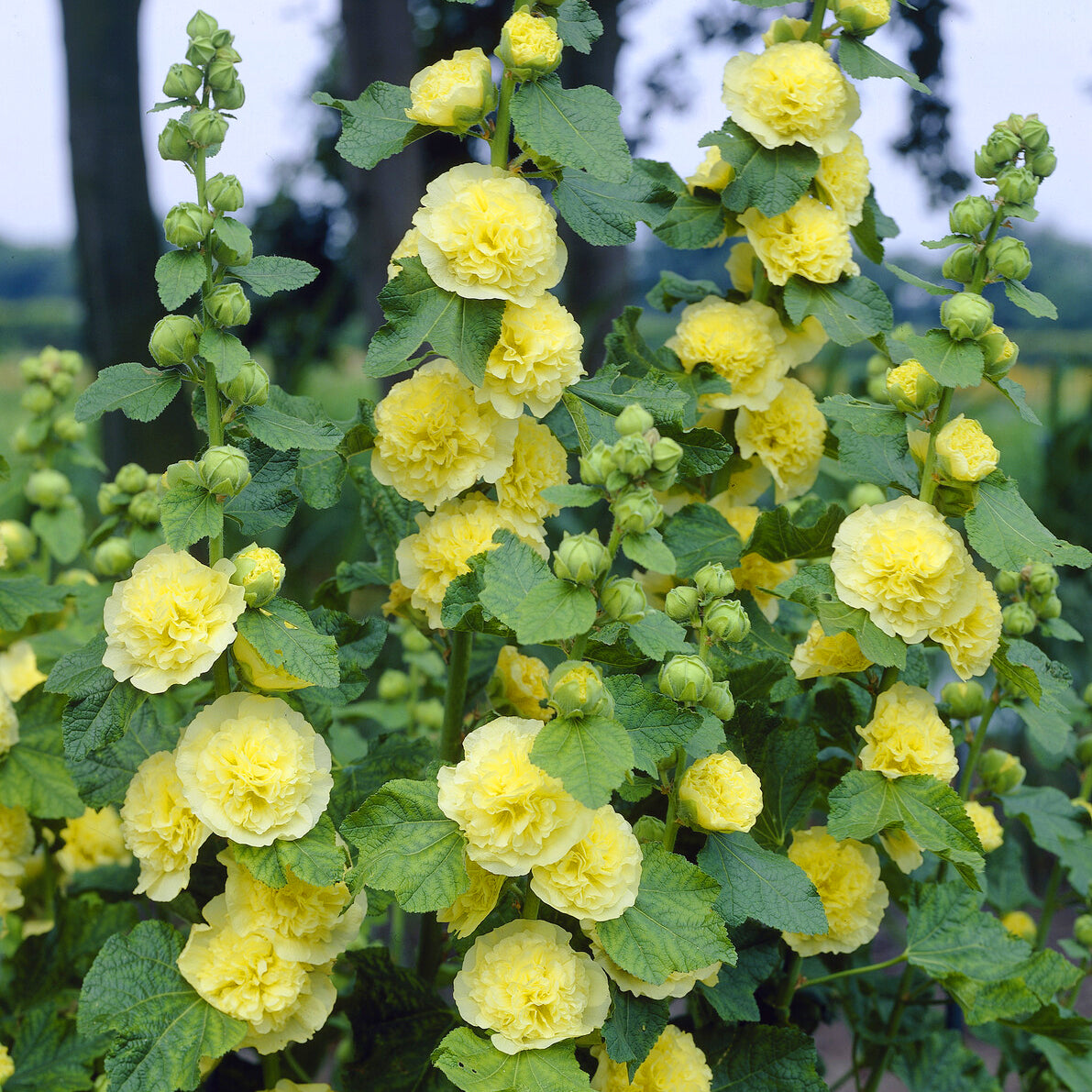 3 Roses trémière double Jaune - Willemse
