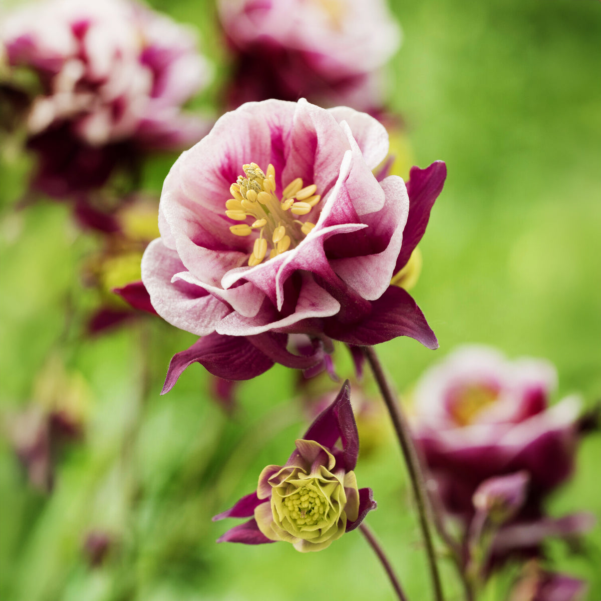 Ancolie à fleurs doubles Winky Red White - Aquilegia winky double red-white  ( winky series ) - Willemse