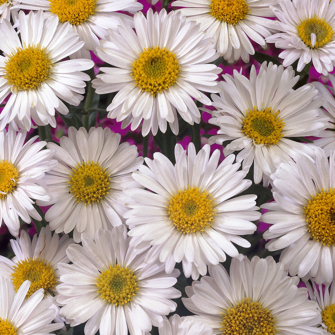 3 Asters des Alpes Albus - Willemse