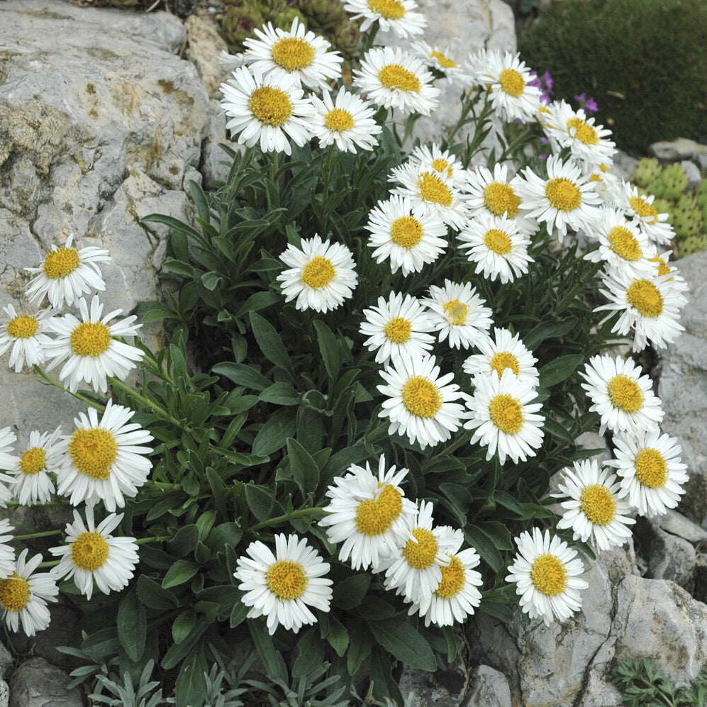 3 Asters des Alpes Albus - Aster alpinus Albus - Willemse