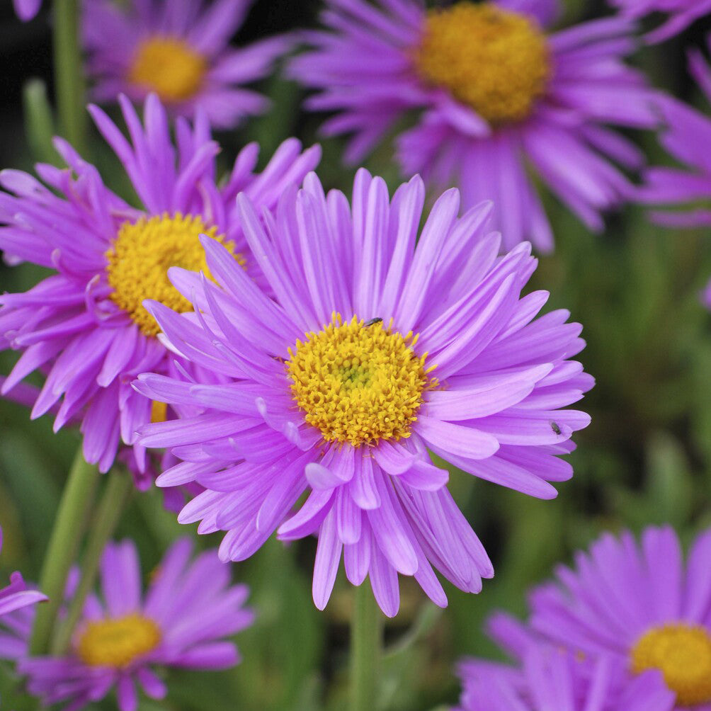 3 Asters des Alpes Happy End