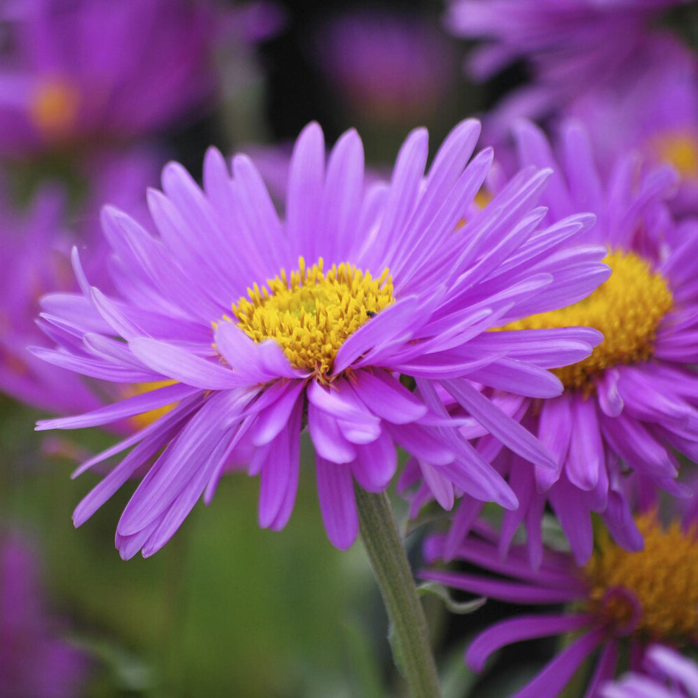 3 Asters des Alpes Happy End