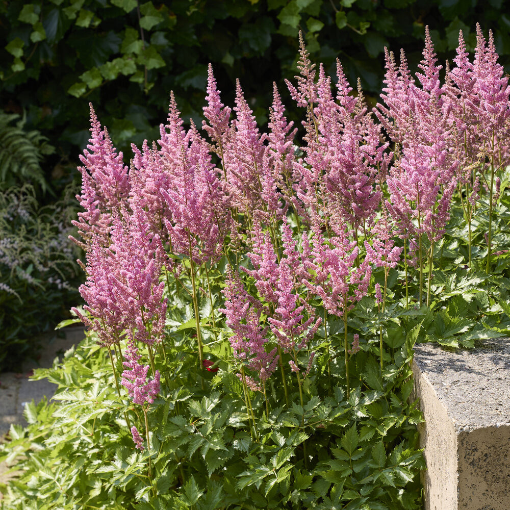 Astilbe hybride Rheinland