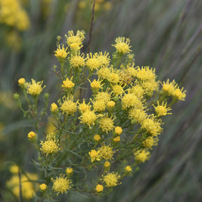 3 Astères linosyris