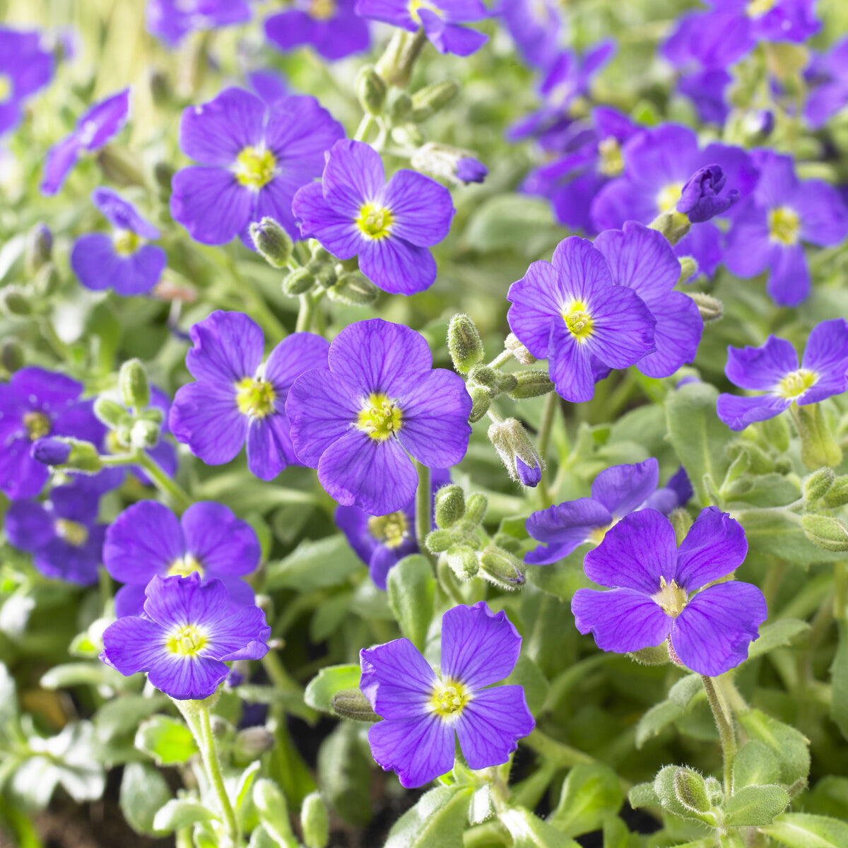 3 Aubriètes Cascade Blue