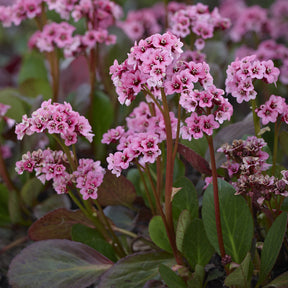 3 Bergénias à feuilles cordées