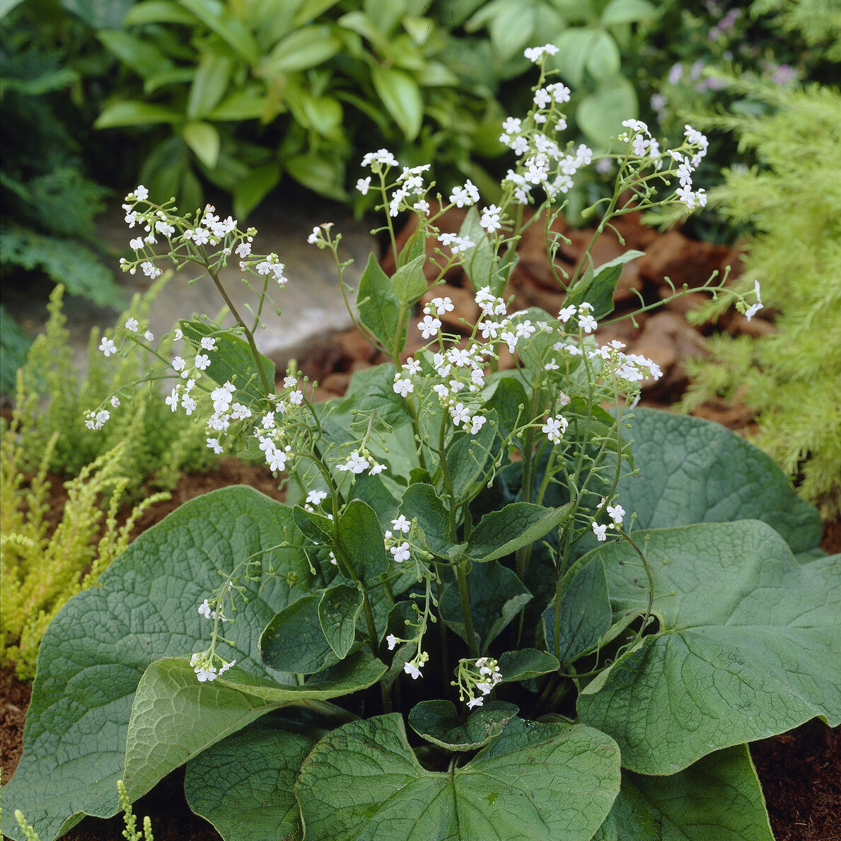 Myosotis du Caucase Betty Bowring - Willemse