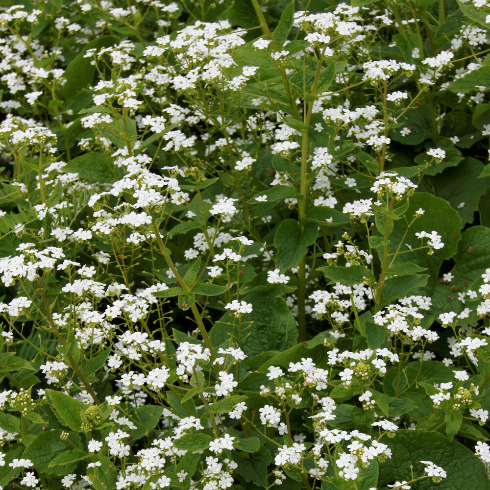 Myosotis du Caucase Betty Bowring - Brunnera macrophylla Betty Bowring - Willemse