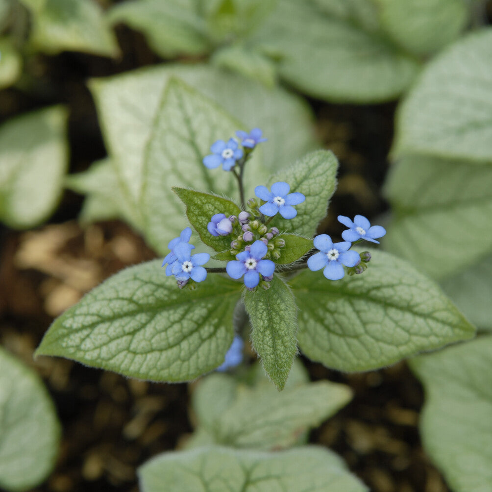 Myosotis du Caucase Looking Glass