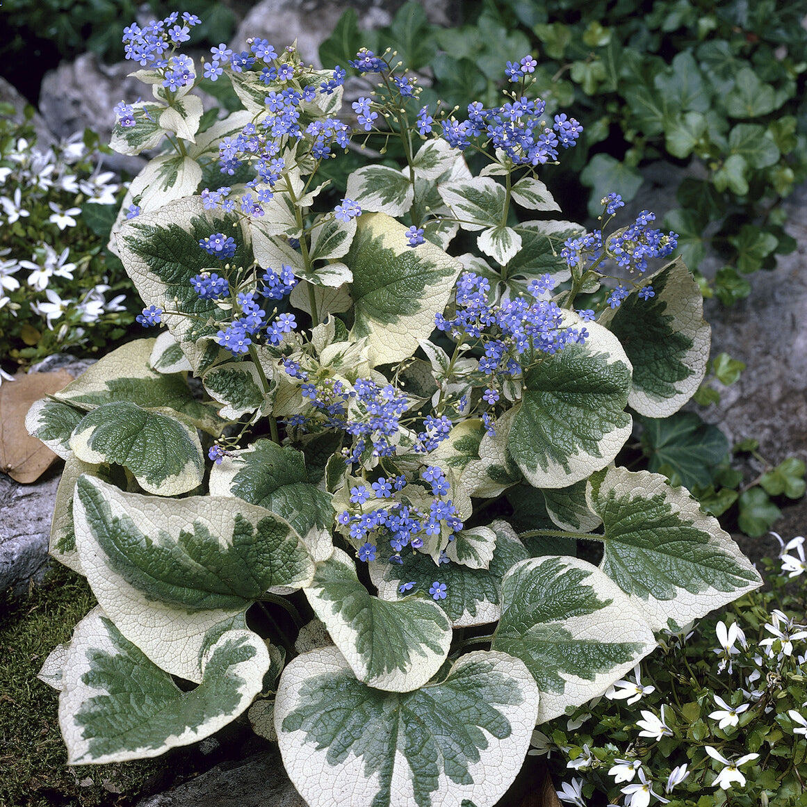 Myosotis du Caucase panaché - Brunnera macrophylla Variegata - Willemse