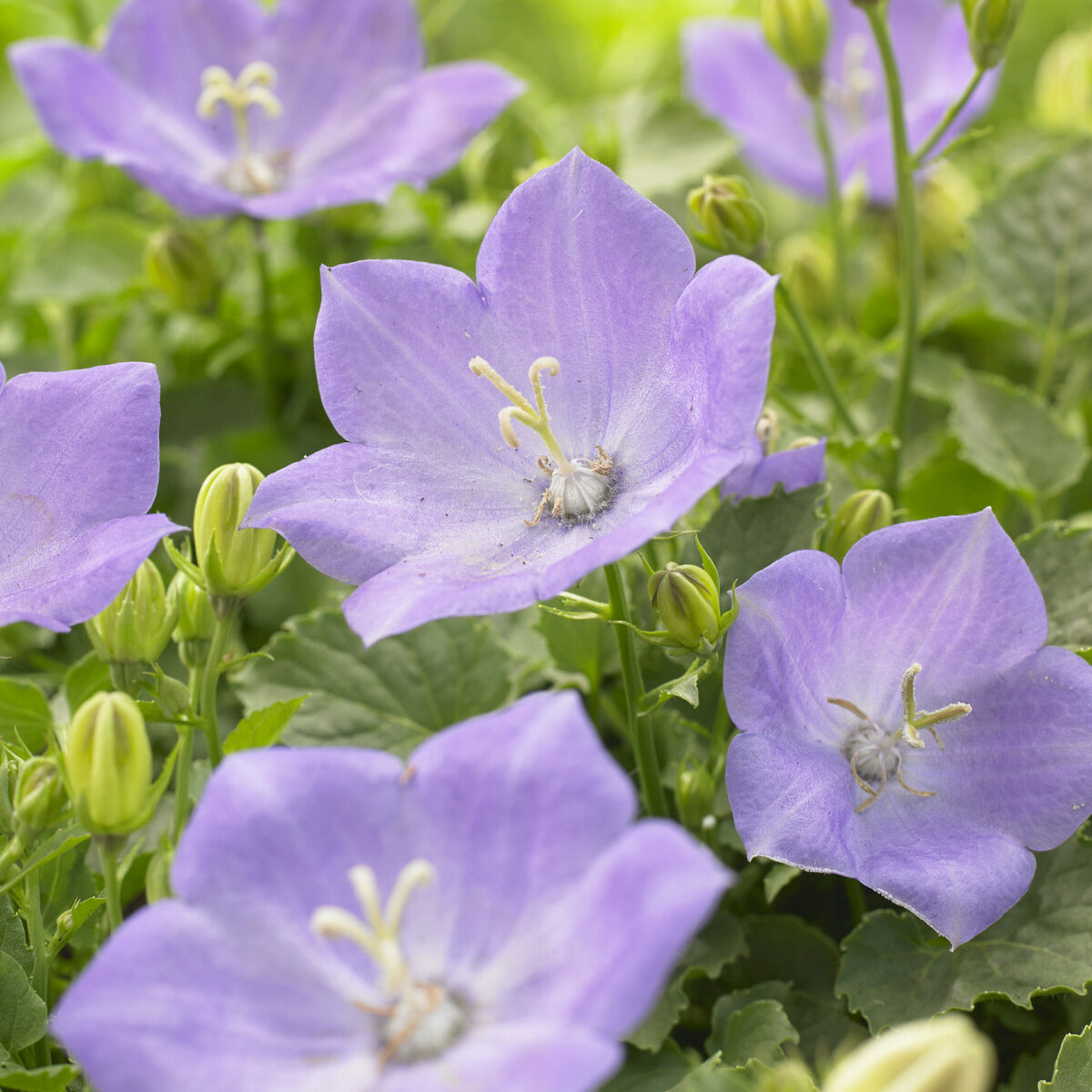 Campanule des Carpates Blaue Clips