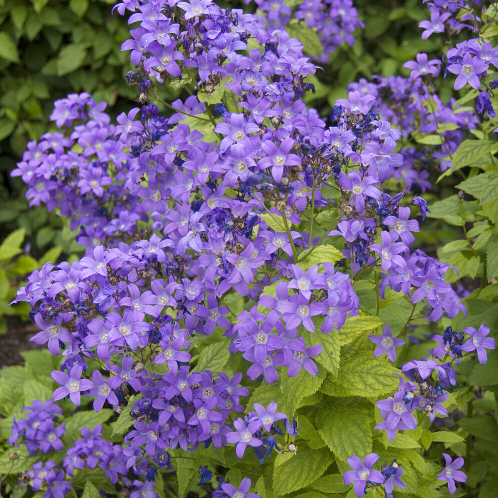 Campanule laiteuse Prichard's Variety