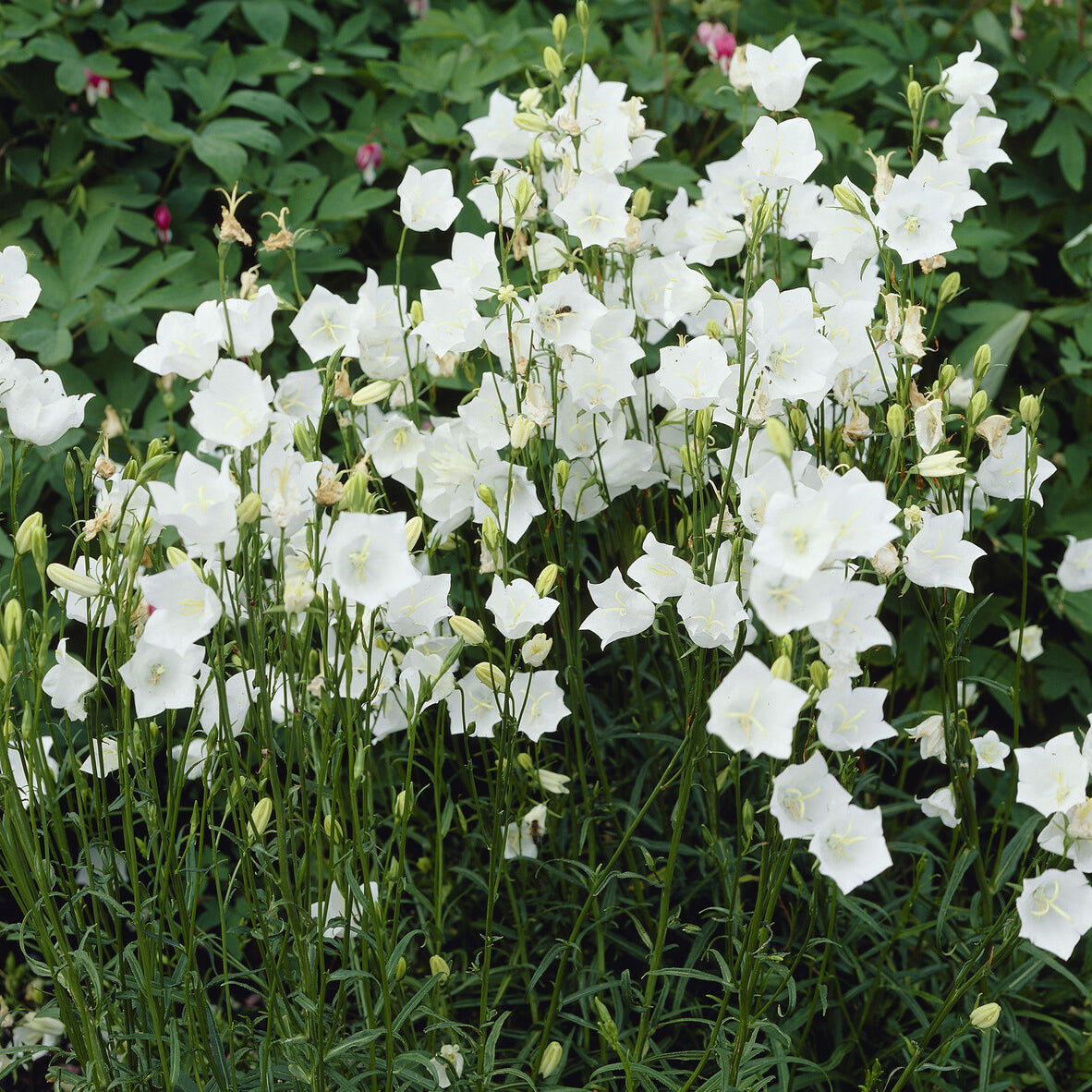 3 Campanules à feuilles de pêcher Alba