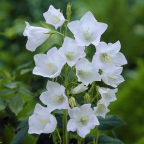 3 Campanules à feuilles de pêcher Alba