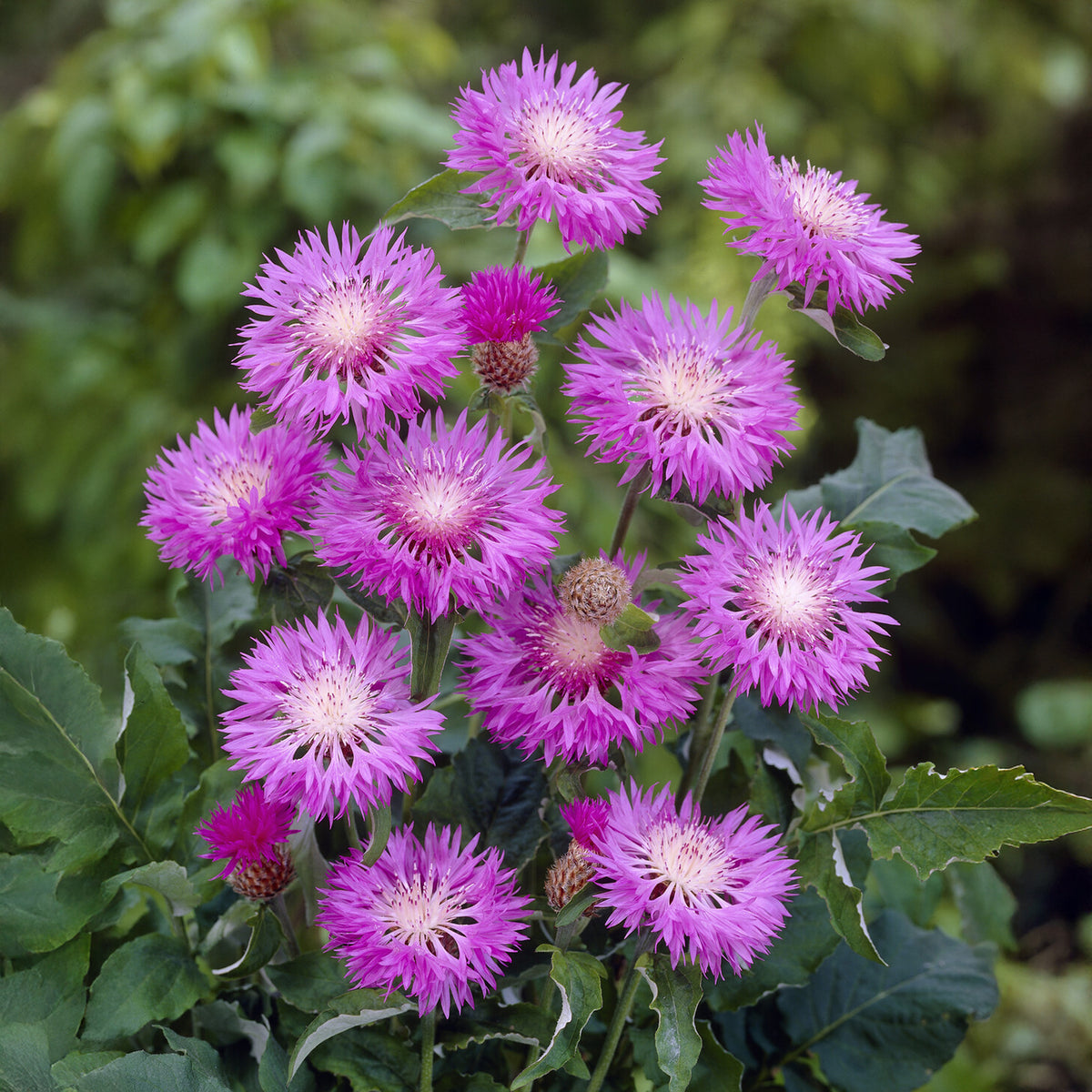 Centaurée rose John Coutts - Willemse