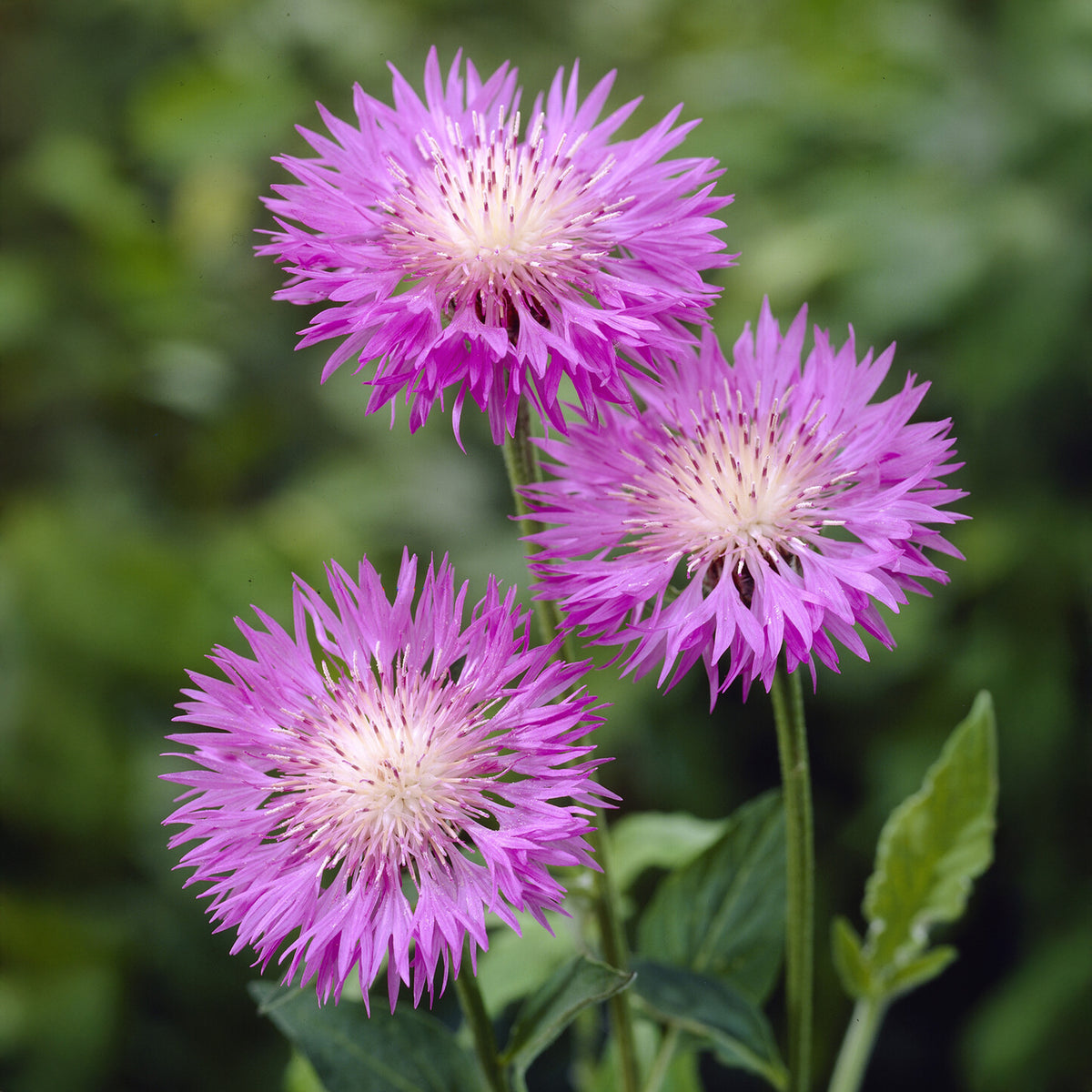 Centaurée rose John Coutts - Centaurea hypoleuca john coutts - Willemse