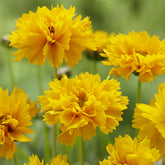 3 Coreopsis à grandes fleurs Early Sunrise