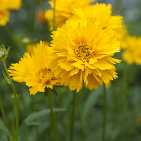 3 Coreopsis à grandes fleurs Early Sunrise