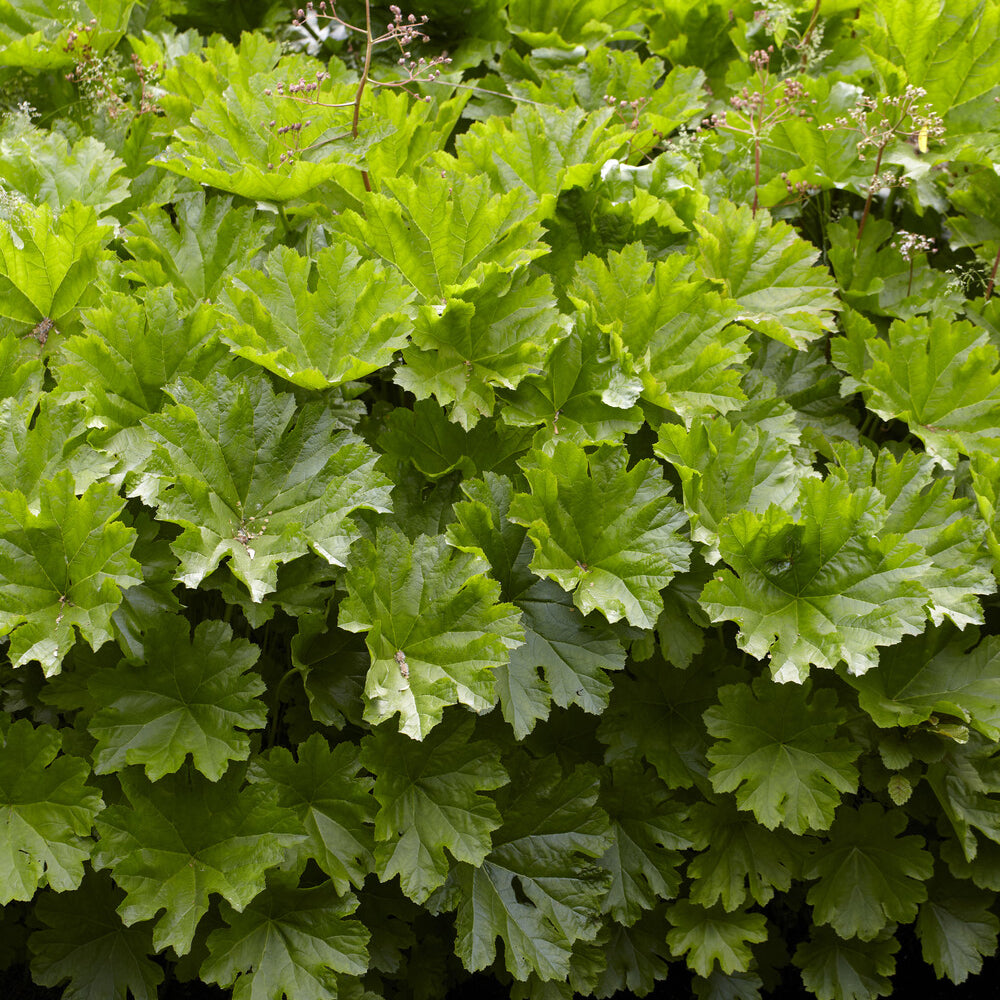 Saxifrage pelté - Willemse