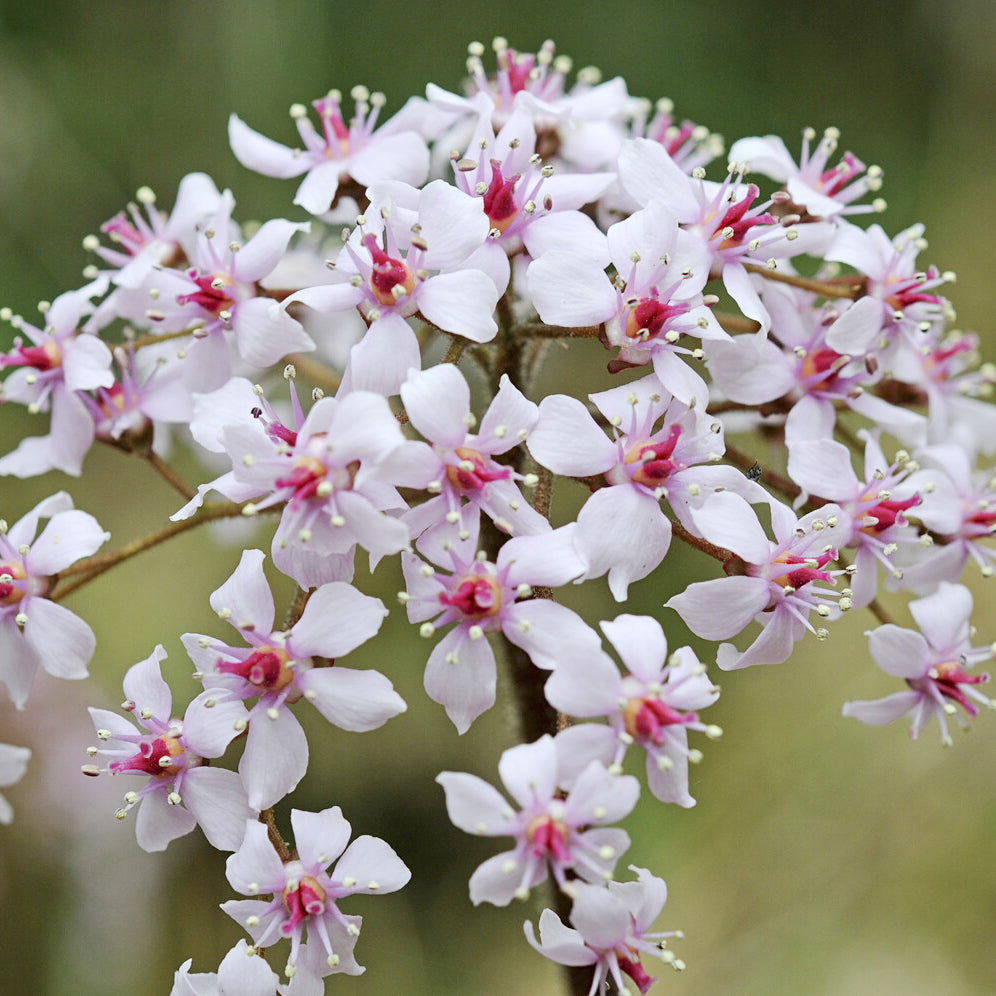 Saxifrage pelté - Darmera peltata - Willemse