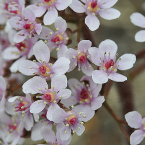 Saxifrage pelté