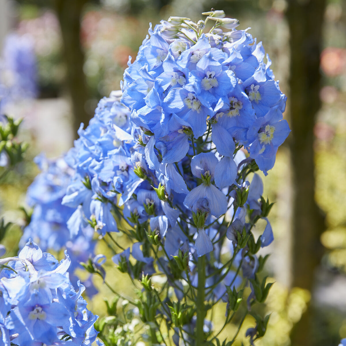 3 Delphiniums géants Summer Skies - Delphinium Pacific Summer Skies - Willemse