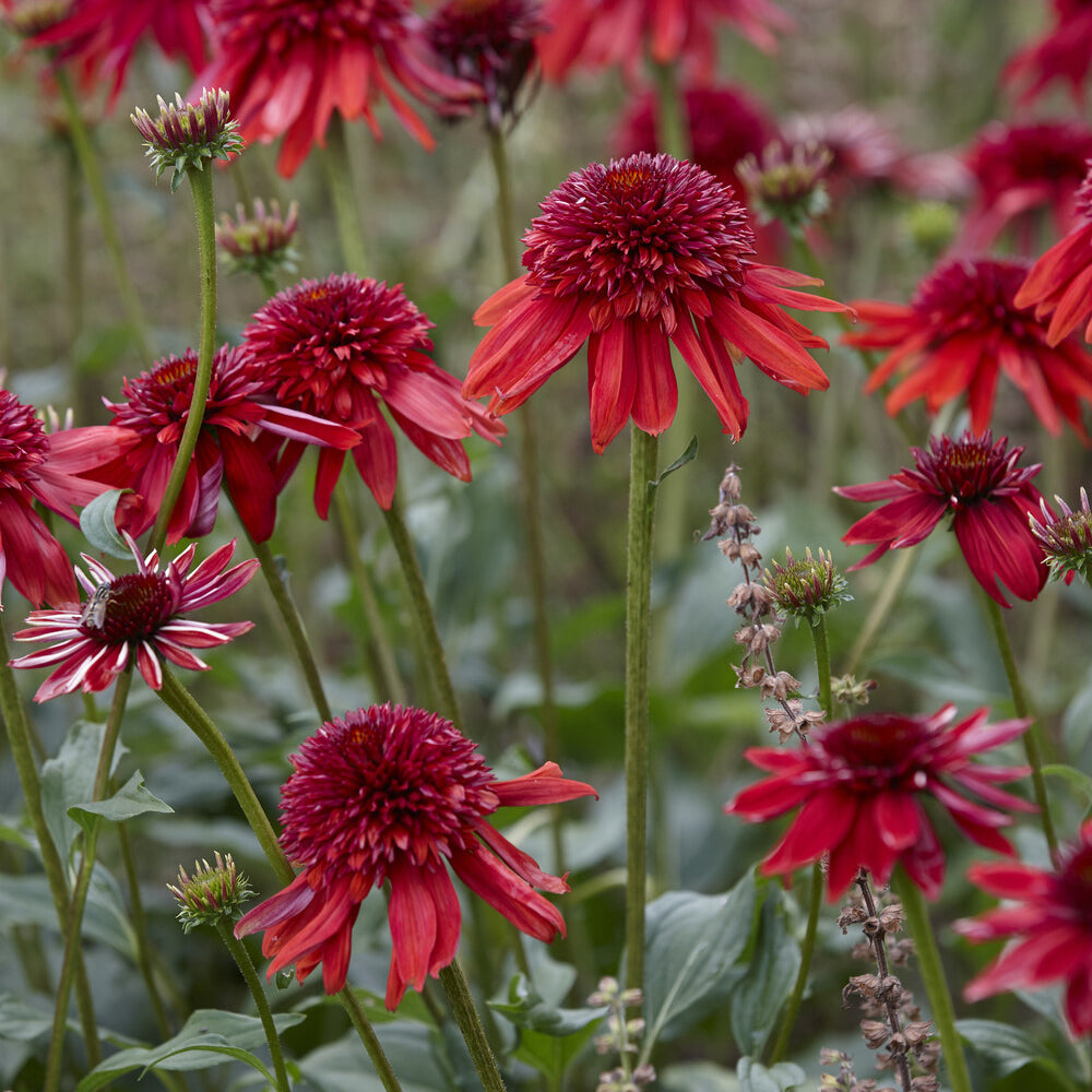 Rudbeckia pourpre Eccentric - Echinacea