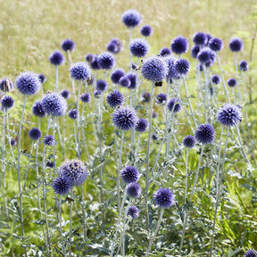 Boule azurée Veitchs Blue - Chardon boule