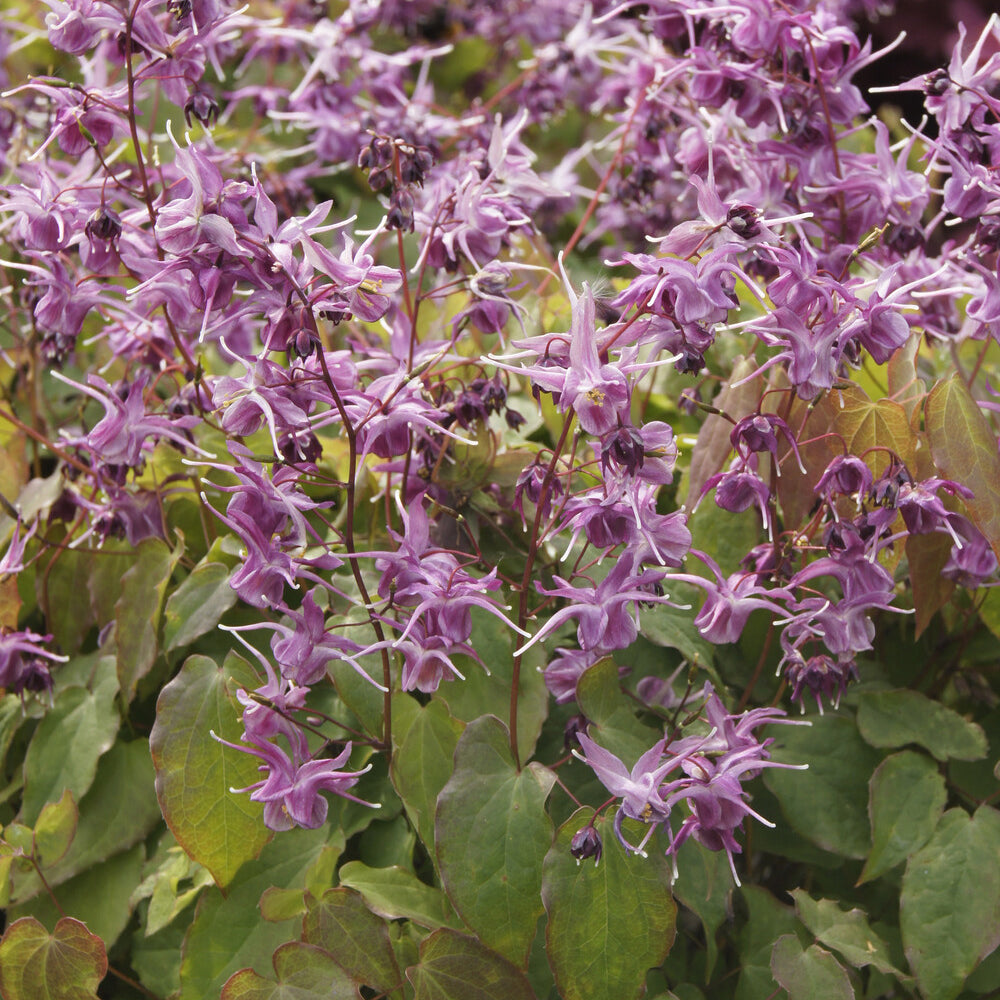 Epimedium à grandes fleurs Lilafee