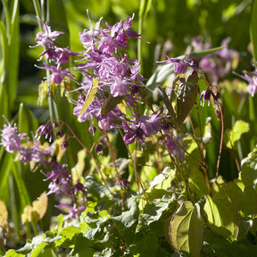 Epimedium à grandes fleurs Lilafee