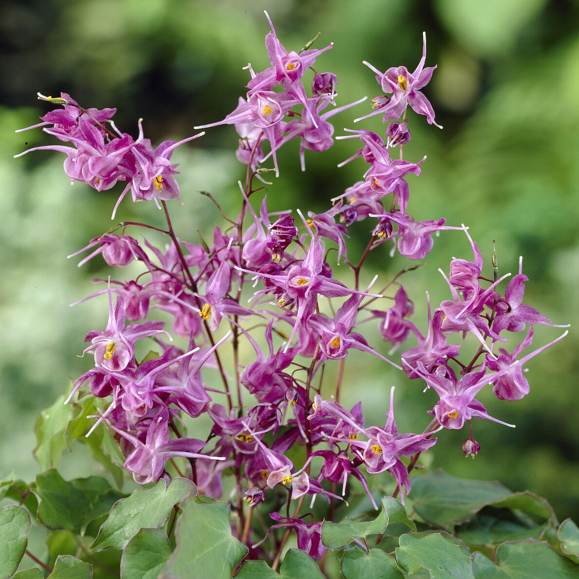 Epimedium à grandes fleurs Lilafee