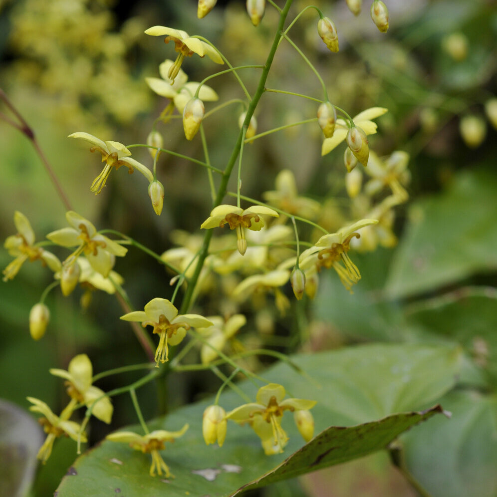 Epimedium pubigerum colchicum