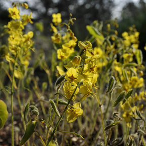 Epimedium pubigerum colchicum