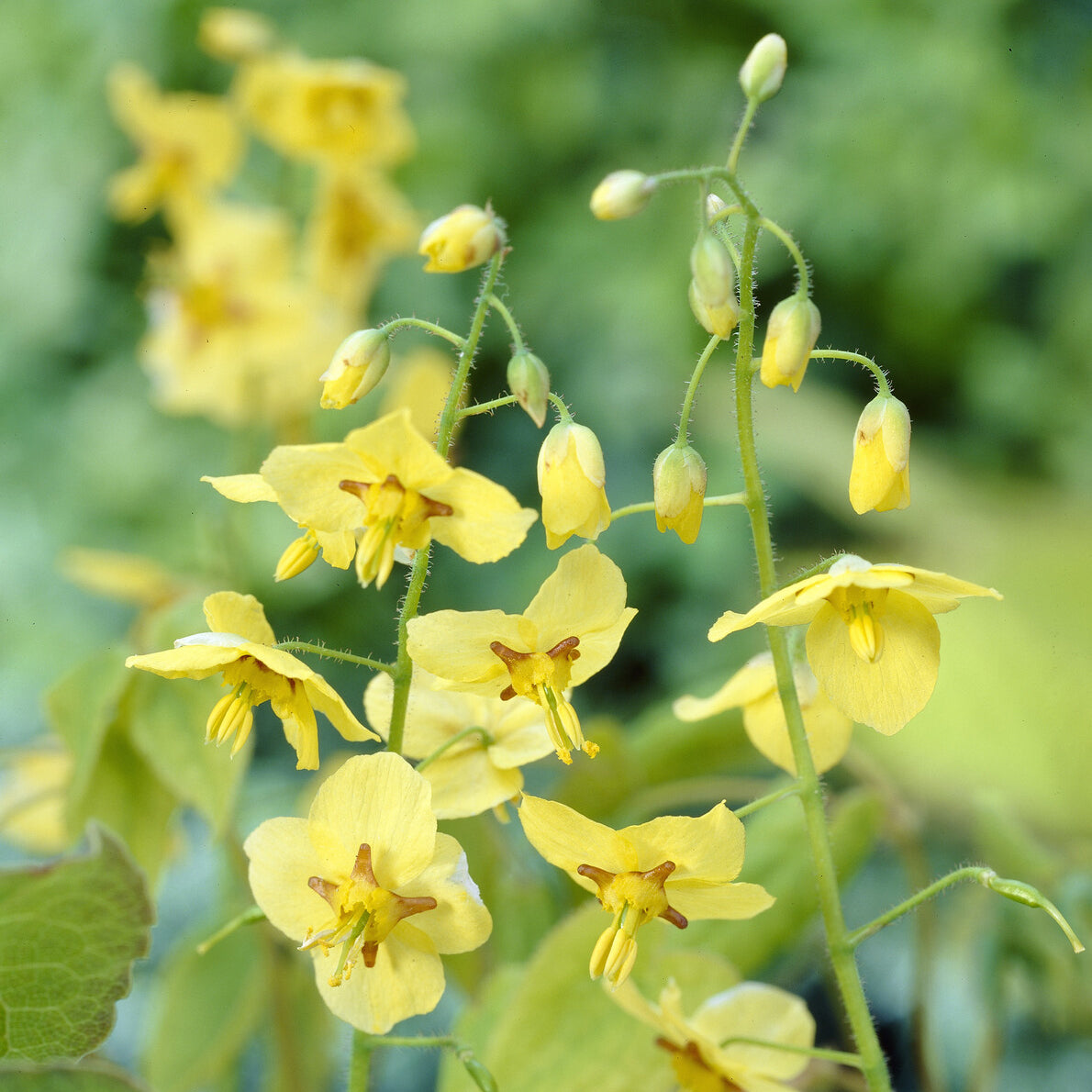 Epimedium pubigerum colchicum