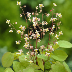 Epimedium pubigerum