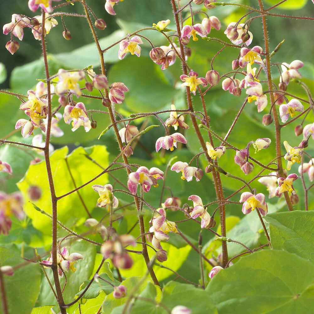 Epimedium pubigerum