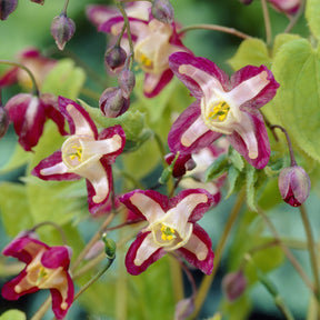 Epimedium rouge