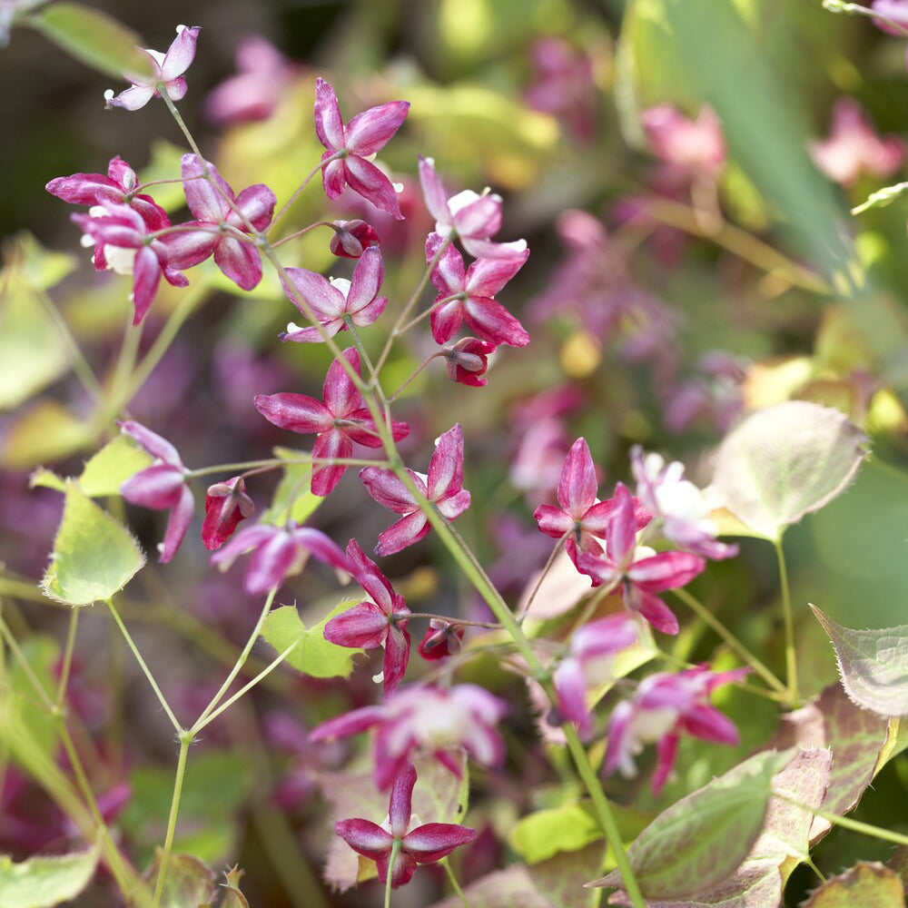 Epimedium rouge