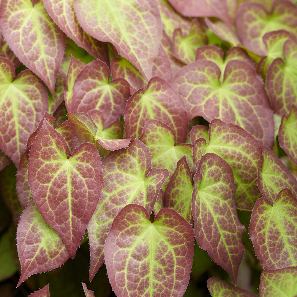 Epimedium rouge