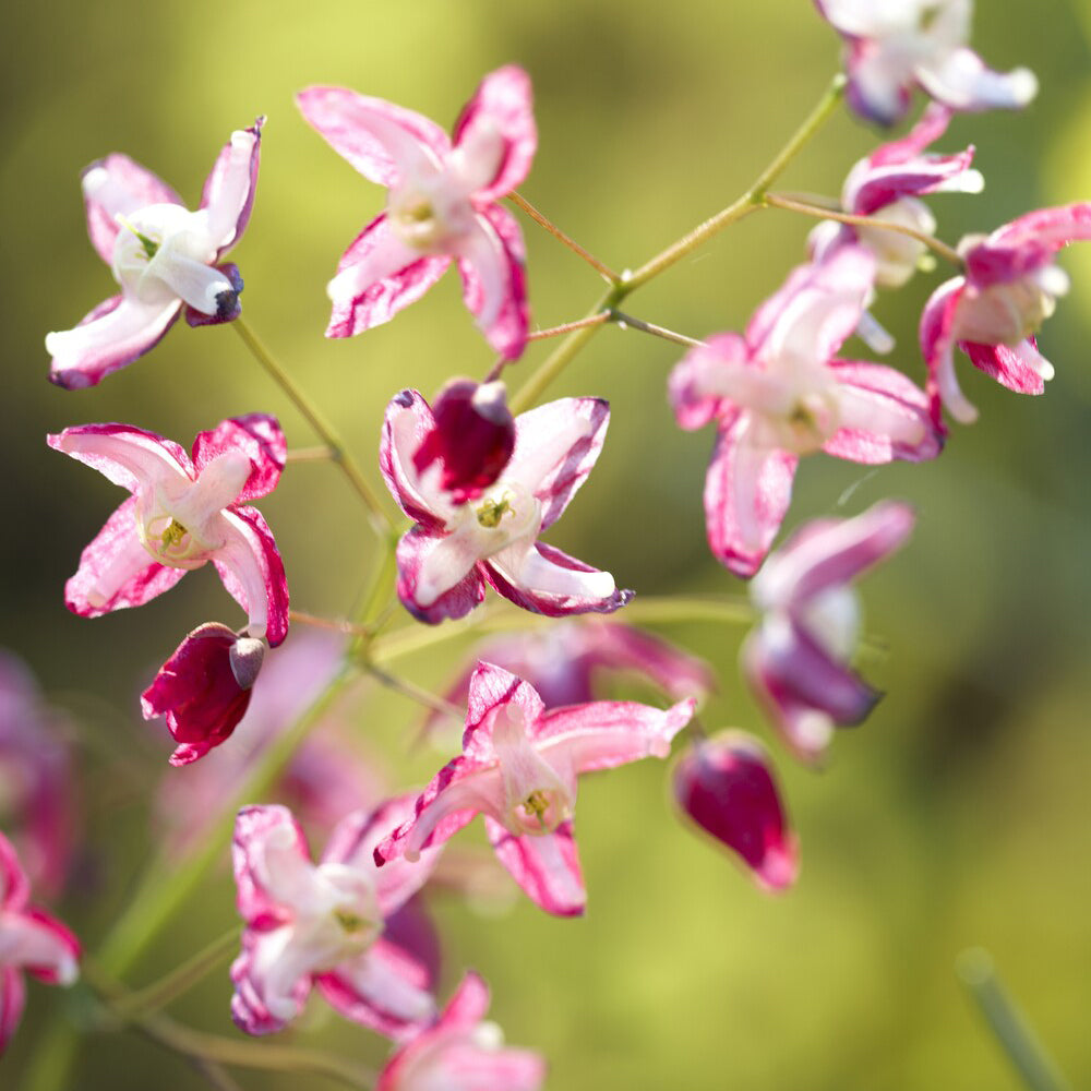 Epimedium rouge