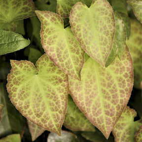 Epimedium rouge