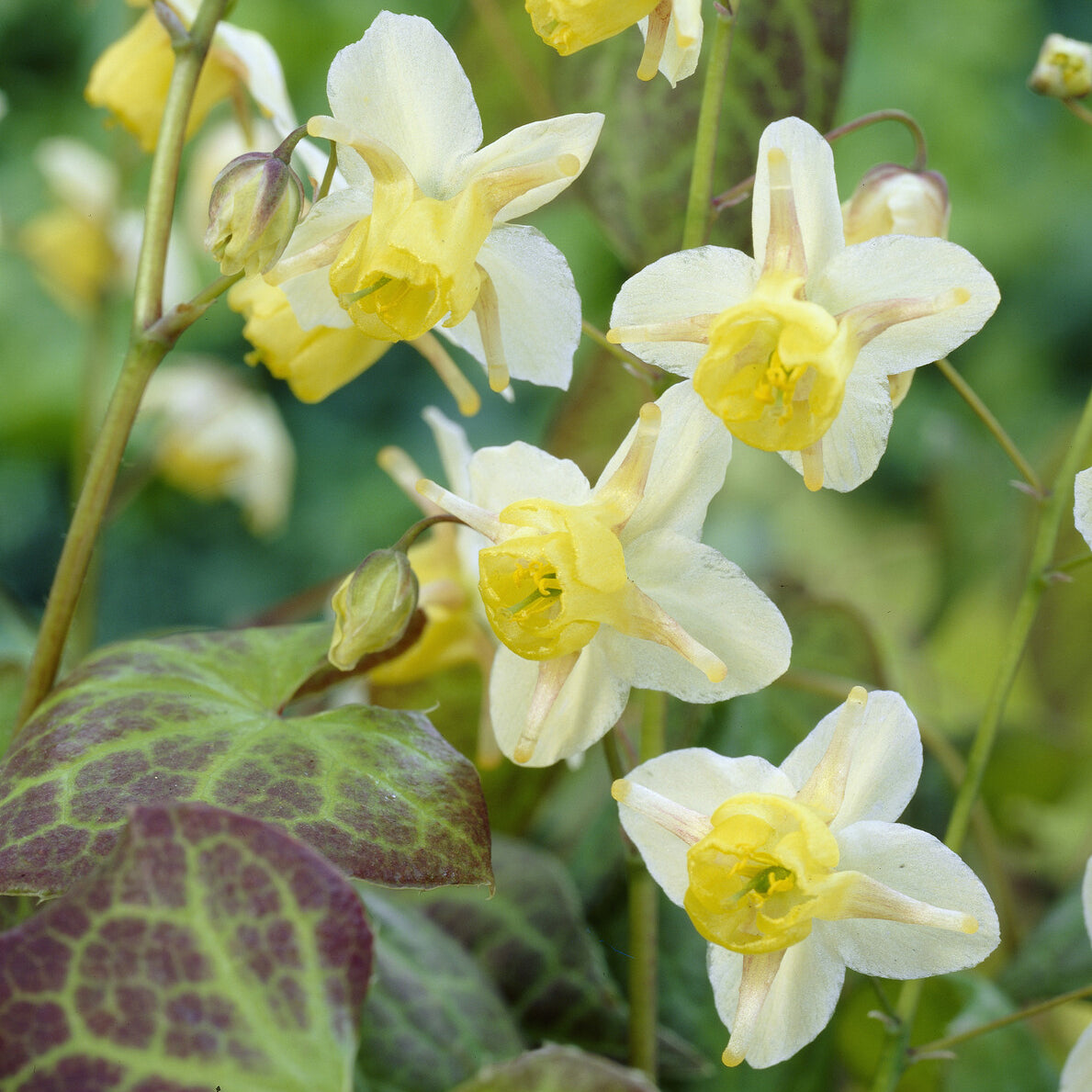 Epimedium Sulphureum