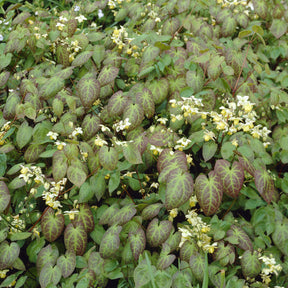 Epimedium Sulphureum