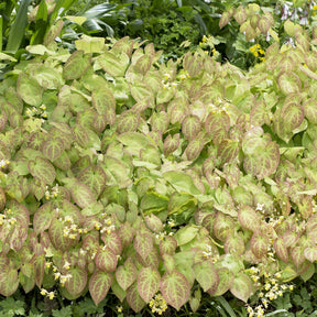 Epimedium Sulphureum